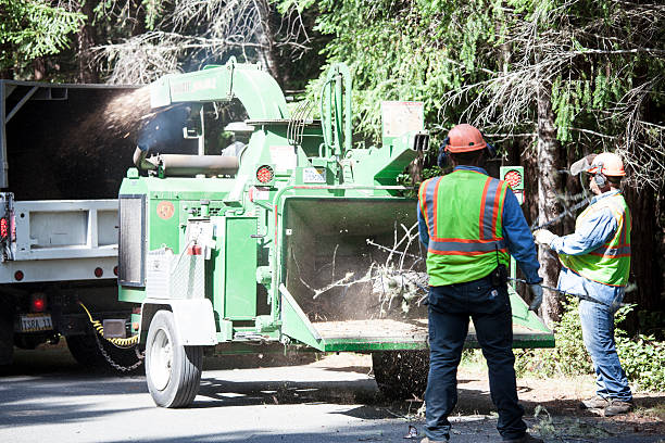 Best Tree Removal Service  in USA